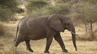An Elephant Researcher Mourns An Elephant Lost to Poachers